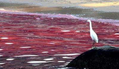 新奇特項目代理:赤潮如何引發(fā)和赤潮的危害